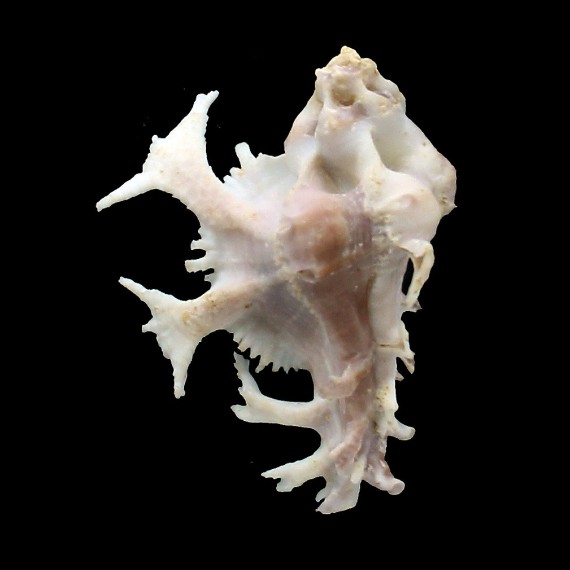 pele 55,0mm