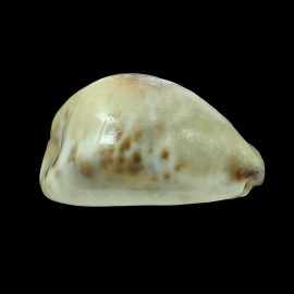 tigris 90,0mm FREAK