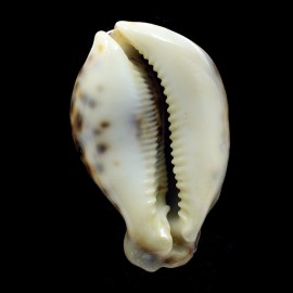 tigris 90,0mm FREAK