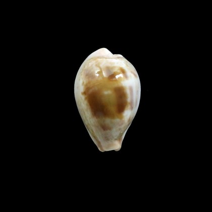 subviridis vaticina 28,5mm UNCOMMON