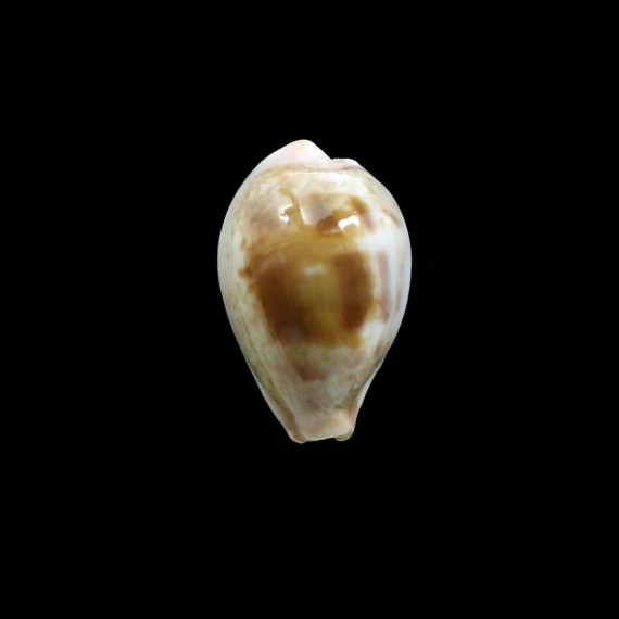 subviridis vaticina 28,5mm UNCOMMON
