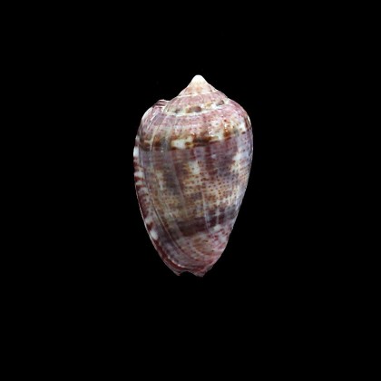 mirabilis 29,5mm