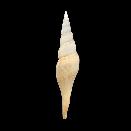 krigei 61,0mm