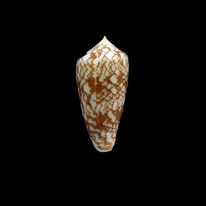 wittigi 31,0mm
