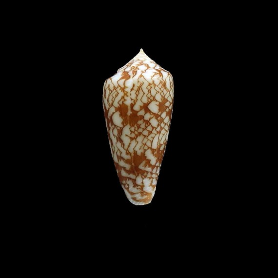 wittigi 31,0mm