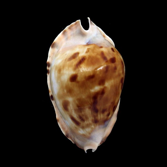 marginata consueta 61,5mm