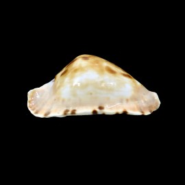 marginata consueta 61,5mm