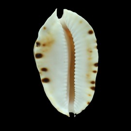 marginata consueta 61,5mm