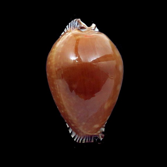guttata azumai 56,0mm DARK