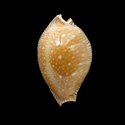 guttata surinensis 58,7mm