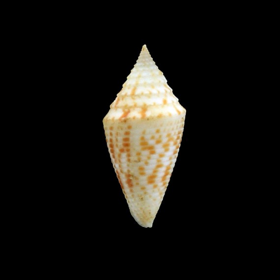 acutangulus 35,0mm