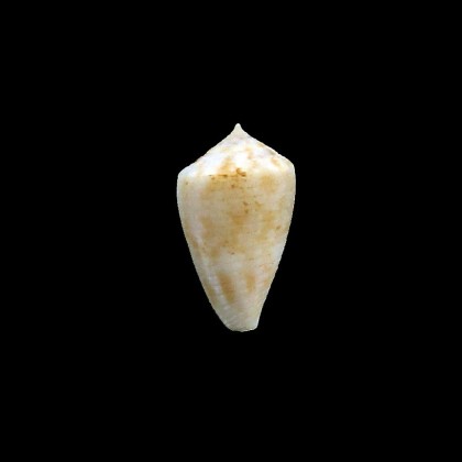 SP 22,0mm