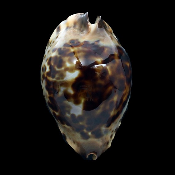jeaniana 71,0mm