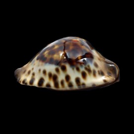 jeaniana 71,0mm