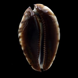 jeaniana 71,0mm