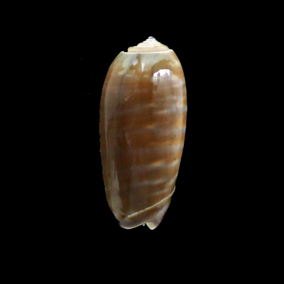 rufula 35,0mm BIG