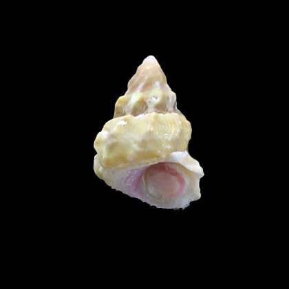 roseobasis 20,7mm