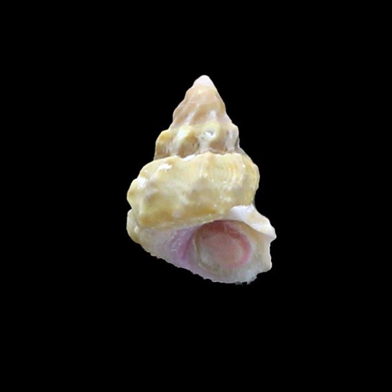 roseobasis 20,7mm
