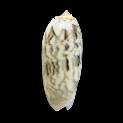 miniacea 83,5mm FIDJI