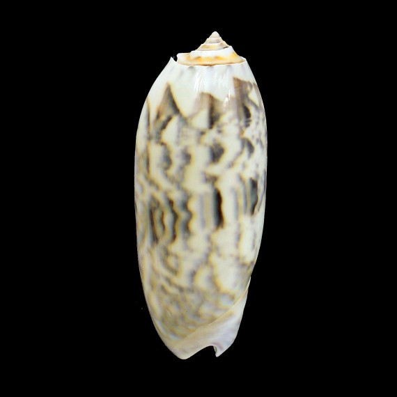 miniacea 83,5mm FIDJI