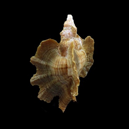 macropterus 54,0mm