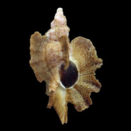 macropterus 54,0mm