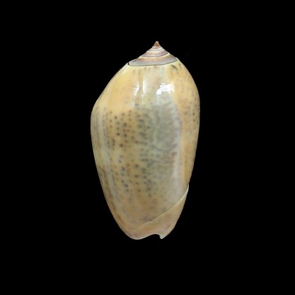 incrassata burchora 48,0mm