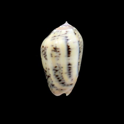 incrassata burchora 41,0mm