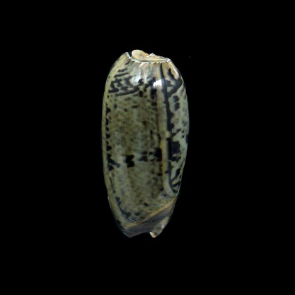 vidua fulminans 50,0mm