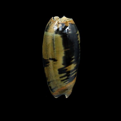vidua fulminans 50,0mm