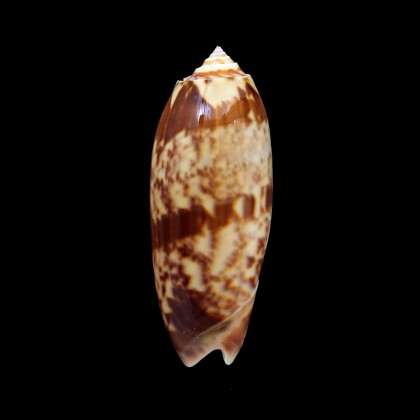 miniacea sylvia 76,0mm