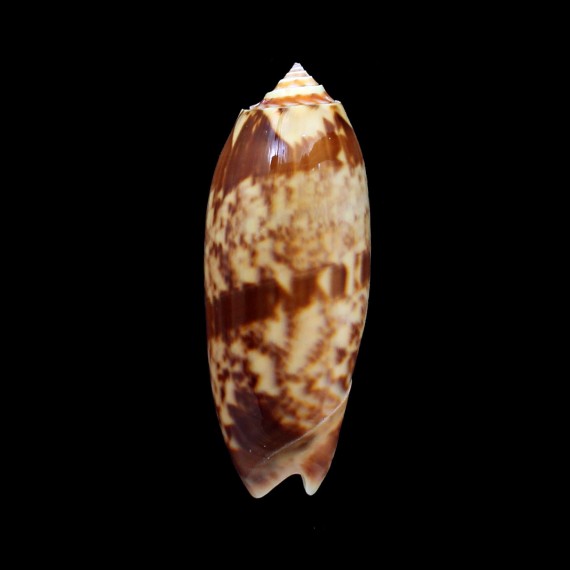 miniacea sylvia 76,0mm