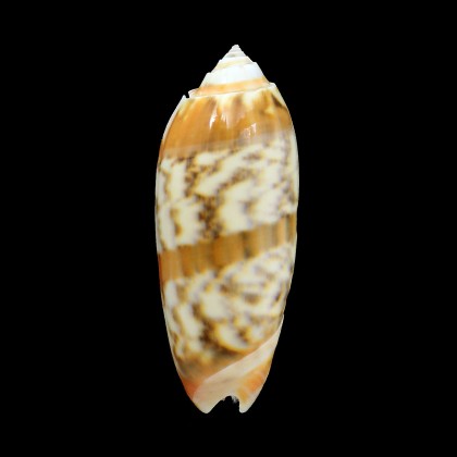 miniacea sylvia 77,0mm