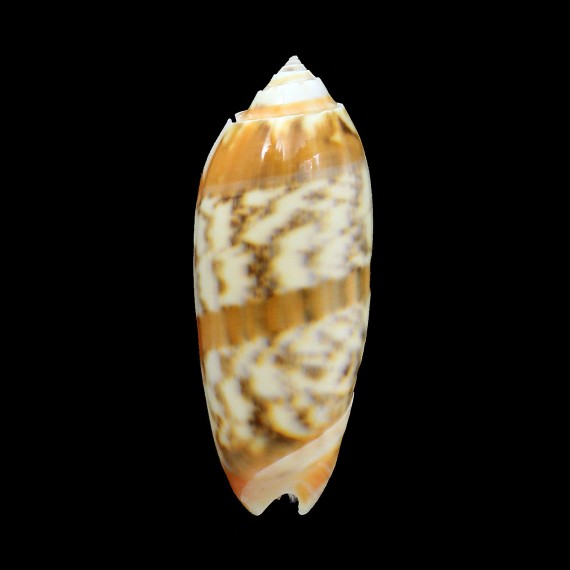 miniacea sylvia 77,0mm