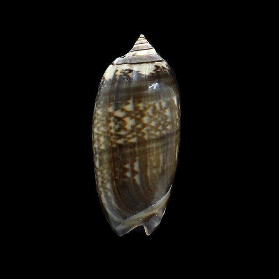 irisans oldi 56,0mm VANUATU