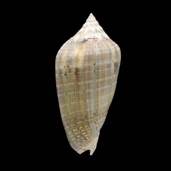 virescens 87,0mm