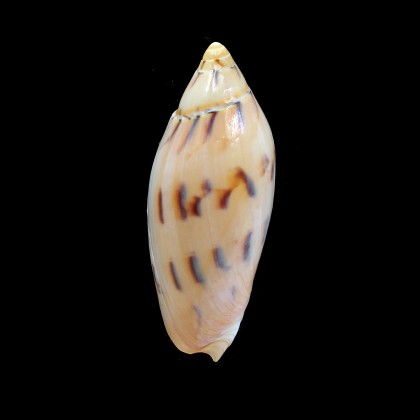 maculata 84,0mm