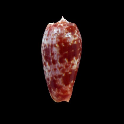 bullatus pongo 54,0mm
