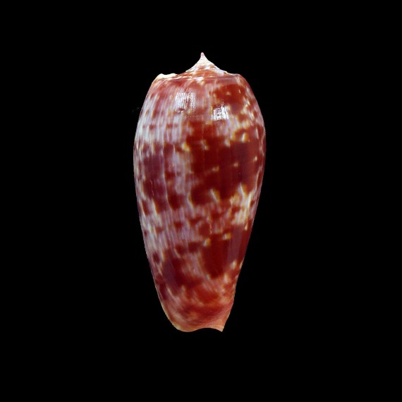 bullatus pongo 54,0mm