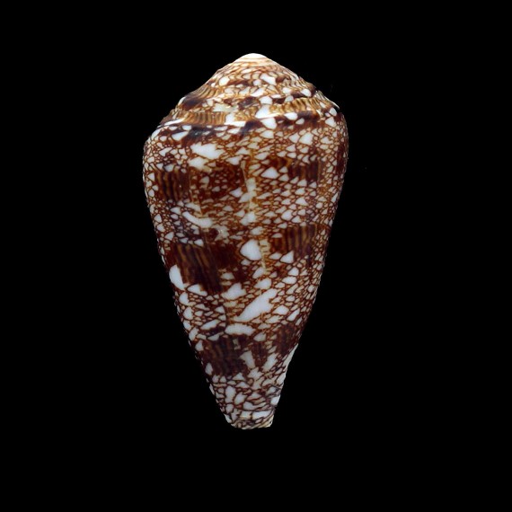 dalli 62,0mm