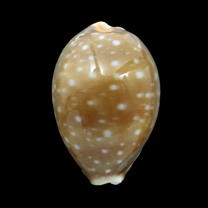 vitellus 71,0mm