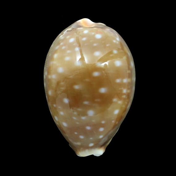 vitellus 71,0mm