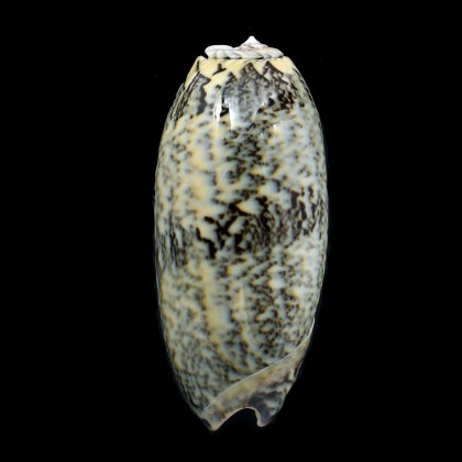 sericea granitella 81,0mm