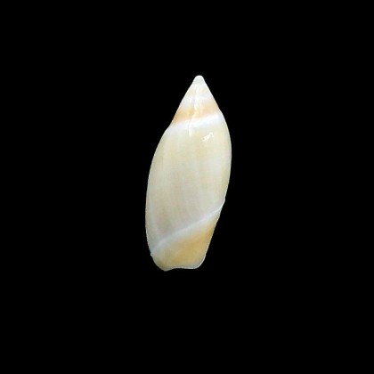 boschi 24,0mm RARE