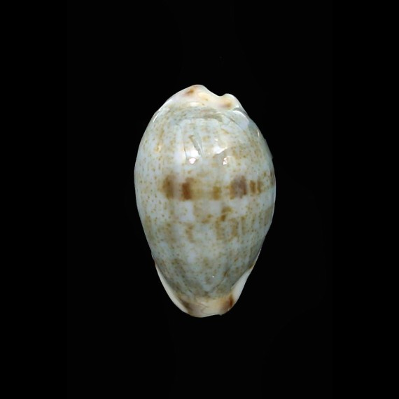 gracilis hilda 18,6mm BIG