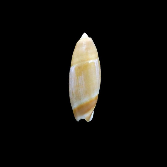 suavis 28,0mm RARE