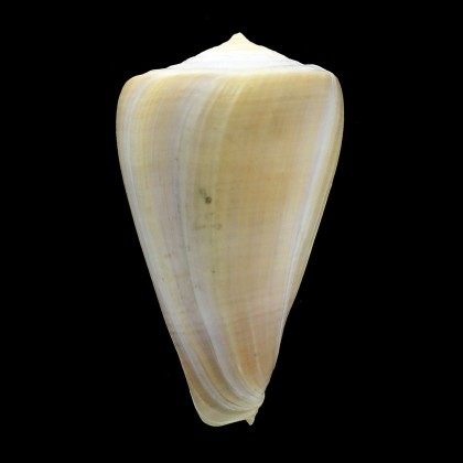 patricius 105,0mm RARE SIZE