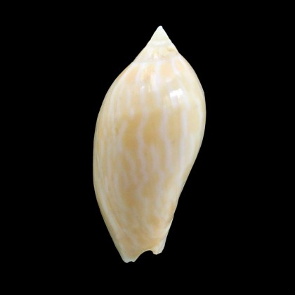 guttata 49,0mm