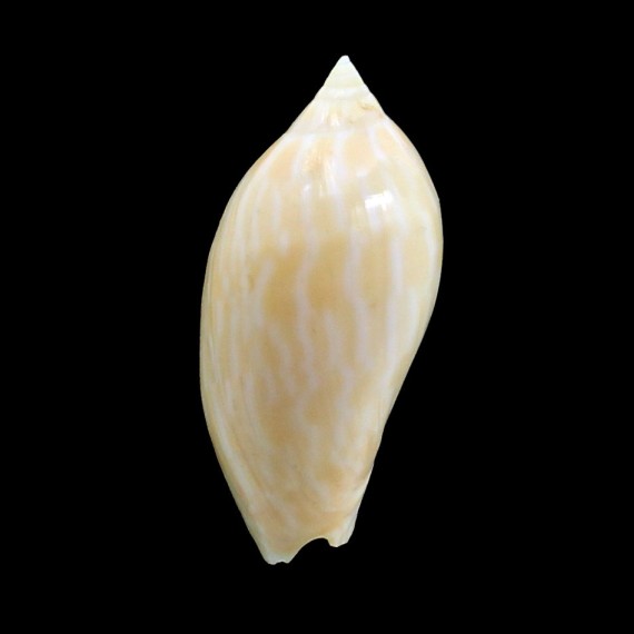 guttata 49,0mm
