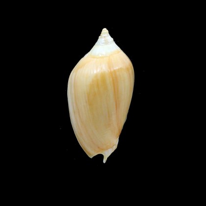 zebra 48,0mm GOLDEN FORM